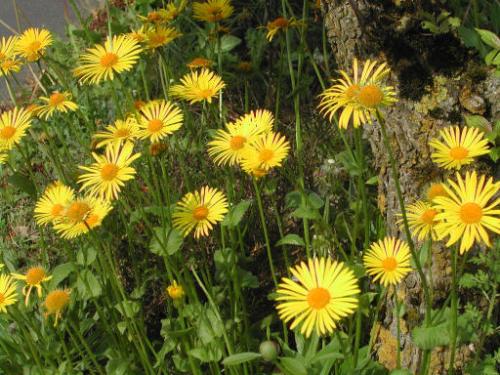 yellow flower - this is a beutiful flower...