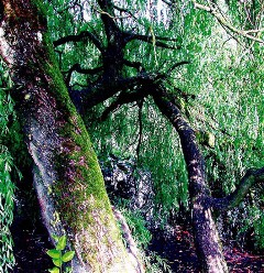 woods - woods are very important specialy when you want to build a home..