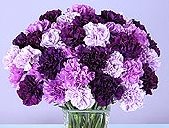 Purple Carnations - Some Purple Carnations