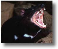 Tasmanian Devil - This is what a real Tasmanian Devil looks like.