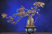 bonsai - bonsaibonsaibonsaibonsai