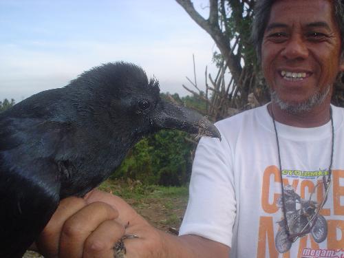 The Crow: Up Close and Personal - My friend&#039;s father caught a crow in his farm. Never realized how really, really black a crow is &#039;til I was up close and personal with one. I took this photo using a Sony Cybershot DSC-P32.