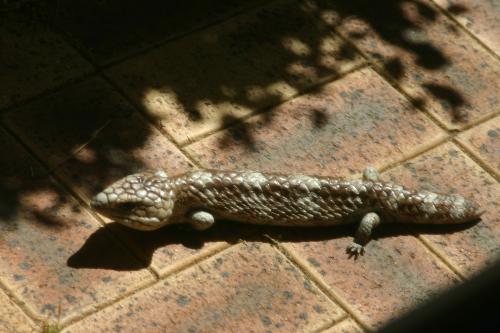 Lizard in the garden - This lizard is a Bluetounge. They are very common and this one we had in the garden