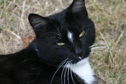 Mio the cat - This is Mio. He comes and visits us nearly everyday. I believe he belongs to one of the neighbors.