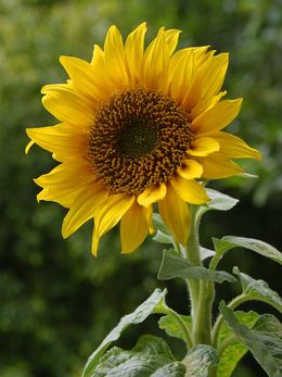 Sunflower - A beautiful Sunflower
