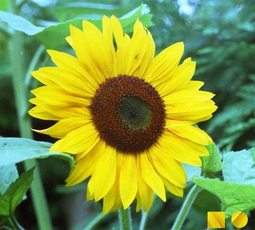 Sunflower - A beautiful sunflower