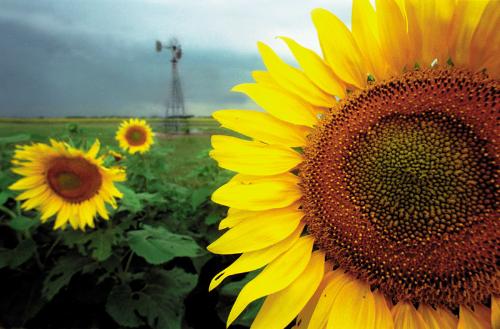 Sunflower - Sunflower in various position