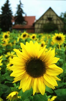 Sunflower - Beautiful sunflowers