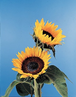 Sunflower - Sunflower from different view