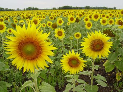Sunflower - Sea of sunflowers