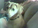 Our Dog. - This is our wonderful pet Brownie!  She's quite a joy to have around!