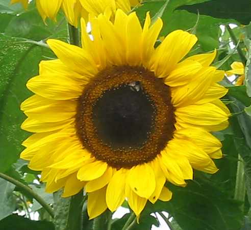 Sunflower - A sunflower close-up