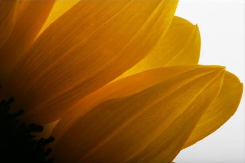 Sunflower - A close up of sunflower's petal