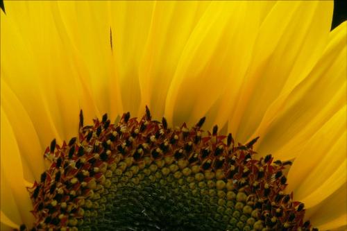 Sunflower - A close up of sunflower