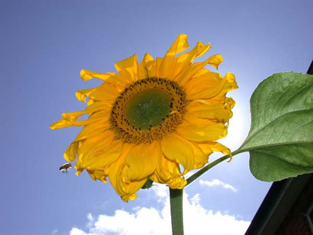 Sunflower - Another view of sunflower