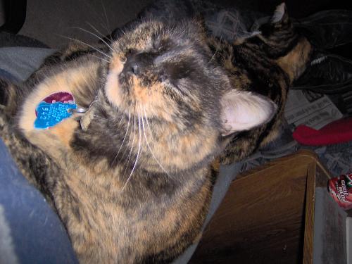 Zoe - Zoe is our grumpy cat.  She wanted the house all to herself and then we added four more cats.