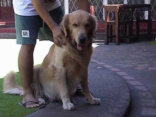 Golden Retriver - my dog Akira. 1999-2002 i love you buddy. you always be remembered in our hearts.