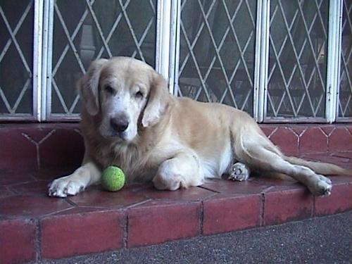 Golden Retriver - my golden retriver
