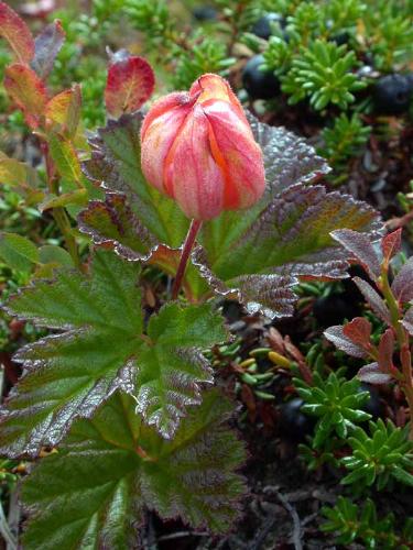 Nature - Flower in Sweden