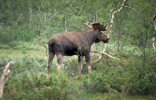 Elk - Elk in the nature