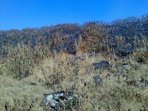 forestfire02 - forest-fire-trek