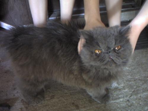 Cat - Longhair persian cat