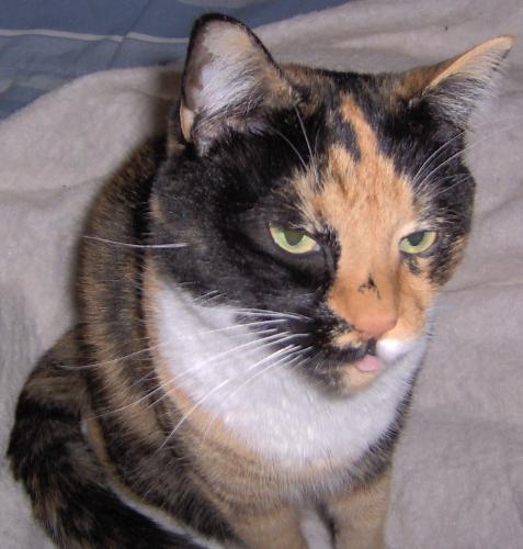 Tigger (my avatar) - This is what tigger thinks