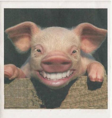 Pig - That pig owns!