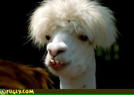Lama - retarded lama