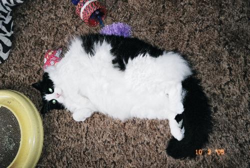 Maximus - Our cat, Maximus Decimus Meridious...he is a heat hog and a hair ball!