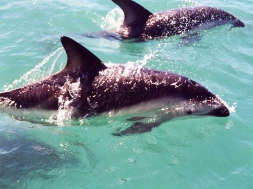 Dolphin1 - Two cute dolphin swimming