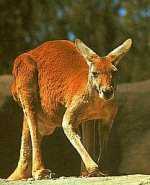 Australian Kangaroo - Kangaroo Facts  A male kangaroo is called a boomer A female kangaroo is called a flyer A baby kangaroo is called a joey  When European explorers first saw these strange hopping animals they asked a native Australian (aborigine) what they were called. He replied 'kangaroo' meaning 'I don't understand' your question. The explorers thought this was the animal's name. And that's how the kangaroo got its name...  A Kangaroo is a marsupial mammal. It is a macropod which means 'big foot'.  There are over 40 different types (species) of Kangaroo.   The smaller ones are usually called Wallabies. The largest is the Red Kangaroo.  It stands taller than a man and can weigh 85 kg's. It is the largest marsupial in the world  There are 47 varieties of kangaroo, ranging in size from the two-pound rock wallaby to the 6-foot, 300-pound red kangaroo.   Kangaroos usually have one young annually. The young kangaroo, or joey, is born alive at a very immature stage, when it is only about 2 cm long and weighs less than a gram. Immediately after birth it crawls up the mother's body and enters the pouch. The baby attaches its mouth to one of four teats, which then enlarges to hold the young animal in place. After several weeks, the joey becomes more active and gradually spends more and more time outside the pouch, which it leaves completely between 7 and 10 months of age.   Female kangaroos enter into heat within a few days after giving birth they mate and conceive, but after only one week's development the microscopic embryo enters a dormant state that lasts until the previous young leaves the pouch.   The development of the second embryo then resumes and proceeds to birth after a gestation period of about 30 days  The Kangaroo moves by hopping on its powerful hind legs. It uses its thick long tail to balance its body while hopping. A kangaroo can hop at up to 60kmh (40mph). It can also leap over obstacles up to 3m (10ft) high. Because of the unusual shape of its legs and its bulky tail a kangaroo can't walk or move backwards very easily. Kangaroos are found in Australia, Tasmania, and New Guinea.   They are grazing animals that eat grass, young shoots and leaves of heath plants and grass trees. Kangaroos need very little water to survive and are capable of going for months without drinking at all.   The kangaroo usually rests in the shade during the day and comes out to eat in the late afternoon and night when its much cooler. It eats mostly grass. It needs very little water to survive. It can survive without drinking for months.  A kangaroo carries its baby in its pouch. The baby is born really tiny and crawls into its mother's pouch.   The baby lives in its mother's pouch till its quite large. Even when its quite large it still drinks milk from a teat in its mother's pouch.  It sometimes jumps into its mother's pouch head first when frightened.    The Kangaroo moves by hopping on its hind legs using its tail for steering and balancing while hopping at speed up to 40mph/60kmh. When kangaroo is moving slowly the tail is used as an extra leg and supports the kangaroo when it is standing on its hind legs. Most kangaroos can only move both back legs together and not one at a time.  A male kangaroo is called a buck. It is also commonly called a 'boomer' or an 'old man'. A female kangaroo is called a doe, or a flyer. A baby kangaroo is called a joey. Kangaroos have good eyesight but only respond to moving objects. They have excellent hearing and can swivel their large ears in all directions to pick up sounds. Kangaroos are social animals that live in groups or 'mobs' of at least two or three individuals and up to 100 kangaroos.  Kangaroos usually have one young annually. The joey remains in the pouch for nine months and continues to suckle until twelve to seventeen months of age. Kangaroos can have 3 babies at one time. One becoming mature and just out of the pouch, another developing in the pouch and one embryo in pause mode. There are 4 teats in the pouch and each provides different milk for the different stages of development.  Some kangaroo facts and figures  Common name Scientific name Height Weight   Eastern Grey Macropus giganteus 3 - 8ft (0.9 - 2.4m) 40 - 200 lbs (18 - 95kg)   Red kangaroo Macropus Rufus 3 - 9ft (0.9 - 2.7m) 40 - 150 lbs (18 - 70kg)   Western Grey Macropus fuliginosus 3 - 7ft (0.9 - 2.1m) 63 - 120lbs (28 - 54kg)    Eastern Grey Red kangaroo Western Grey   Sometimes known as the 'Forester' the Eastern grey kangaroo is the heaviest marsupial in the world. Males are larger than females (rarely exceed 45kg).Eastern grey kangaroo lives in small groups but may congregate in large numbers when feeding. It is usually active from late afternoon until early morning, resting in the shade of trees and shrubs during the day.   Strong, muscular legs propel the animal across the grasslands at speeds of 40 mph (60kmh). They are able to cleared lengths of 25 feet (8 meters) and heights of 9 feet (3 meters).Eastern grey kangaroos generally give birth to one infant at a time but twins have been reported. A single young weighing less than 0.35oz (1gr) is born after a pregnancy of 36 days. The joey leaves the pouch for short periods in about nine months of age, but continues to be suckled until it is about 18 months of age.  Red kangaroo is the largest marsupial in the world.The female is often called the 'blue flyer' because of her blue-grey fur. In the eastern part males are usually red (pale red to brick red) and females a bluish grey, elsewhere, both sexes may be reddish/brown.Red kangaroos normally move in groups ('mobs') ranging from a few dozen to several hundred animals.   The Red kangaroo mob usually consists of a dominant male, a number of adult females, and juveniles of both sexes.Red kangaroo females are sexually mature at about eighteen months, males at about two years. Red kangaroo joeys remain in the pouch for 5-6 months. Over a period of 2-3 months they gradually spend more time away from the pouch usually weaned by one year of age, but normally remain close to the mother for another 6 months.  Western grey kangaroo looks much like the Eastern grey kangaroo, and for many years was treated as subspecies.  They vary in color, being anywhere from greyish-brown to chocolate brown.   The muzzle is covered in fine hair.   The western group is slender and greyish-brown in color, and the southern group is stockier and brown in color.    Western grey kangaroo males are known as stinkers due to their strong, curry-like smell. Western grey kangaroos are the very vocal. The mothers communicate to the joeys with a series of clicks. Western grey kangaroos have no particular breeding season, although most joeys are born in the summer .Western grey kangaroo is related to the Eastern grey and Red kangaroos.  Kangaroo habitat facts   Eastern grey kangaroo estimate population in 1996 was 10'000'000  Eastern grey kangaroos distributed throughout most of the eastern third of the Australian continent, especially along the coast in damp forest and scrub. It has increased in numbers since European settlement due to pasture improvement, and the provision of watering points for stock.  Eastern Grey Kangaroo Facts  BODY FACTS:  Kangaroos belong to an order of mammals called Marsupials. In most marsupials, females have abdominal pouches in which the embryonic young continue their development after birth. Kangaroos are the best known of the marsupials. Their long feet have earned them the name Macropod, which literally means 'big-footed.' Kangaroos move by hopping. When they are at rest, their body is sometimes positioned like a tripod, using the hind legs and tail. Kangaroos also walk on all 'fives.' The front legs and tail support the body while the hind feet move forward.  BABY FACTS:  At about one month, the tiny embryonic kangaroo emerges from its mother's body and slowly climbs up her abdomen and into her pouch. Once inside the pouch, the newborn latches onto a teat(nipple) which swells inside its mouth. Newborn marsupials do not have the ability to suck. Muscular action from the teat squirts milk into the baby's mouth. Newborns are about the size of a Lima bean. A baby kangaroo spends 7-8 months living and growing inside its mother's pouch. The baby then becomes active outside the pouch, returning only to feed.   When that happens, another baby joey can be born. Then two types of milk can be produced, one for the active joey, and one for the still developing joey inside the pouch. Kangaroos also have a reproductive adaptation called 'delayed implantation.' The fertilized egg will cease development and wait. Depending on the growth of the joey in the pouch or the weather that season, the fertilized egg will begin development when the mother kangaroo is ready. Eastern grey kangaroos generally give birth to one infant at a time but twins have been known to occur.  HABITAT:  Marsupials are distributed throughout Australia, in some areas of Asia, South and North America. Australia boasts the greatest number and diversity, while the United States is only home to one species, the common or Virginian opossum. Mexico and Central America have other types of opossums.  Red kangaroo estimate population in 1996 was 10'000'000  Red kangaroos are distributed throughout inland Australia and occupy mixed habitats of open shrub lands, grasslands, male scrubs, Mulga country, and desert absent from the wetter areas of eastern, northern and south-western Australia.  Western grey kangaroo estimate population in 1996 was 3'000'000  Western grey kangaroos inhabit 60% of western and southern Australia. The southern group can be found in South Australia, Victoria, and New South Wales. They live in woodlands, open forests, coastal heath land, open grassland, scrubland and also can be found on city outskirts and golf courses.  Kangaroo numbers are increasing througho