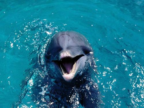Speak dolphin - Friendly Dolphin