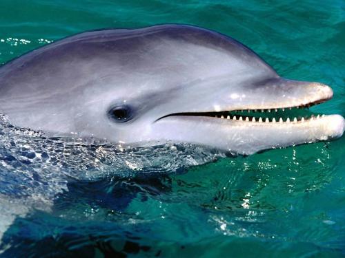 cutey - Cute little dolphin fosing for a snap