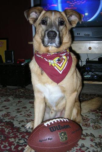 Frank the football fan - Our dog, Franklin. watching the game with 'dad'.