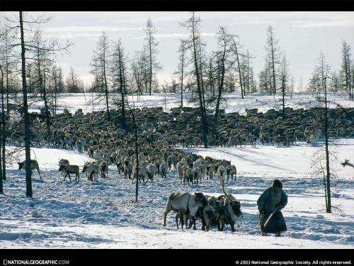 a herd - a herd- always with you