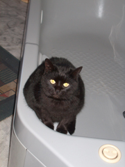 Noce - My cat, Noce