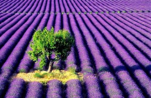 Lavander field wiht tree - A Lavander field with a tree on it, very nice scene isnt it :)