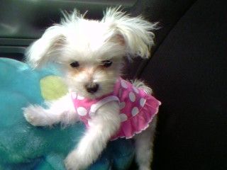 pup for sale - she kool