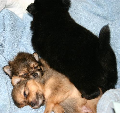 3 ready to go - my favorite dog lilo and her pups my sister owns her brother stitch, wh had tem 5 years now.