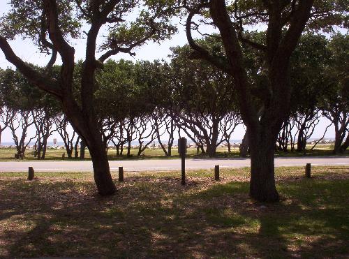 Kure Beach Coast Line - Along the coast where the fort ends has the most beautiful shaped trees lining it.  Looks like someone cut the branches off at the same height and bent the trunks into various curves!