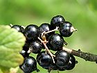 Black currants - Black currants make the best jam! Black currants - Black currants make the best jam!