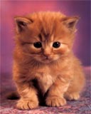 Yellow Cat - This one is graet cat picture and her eyes