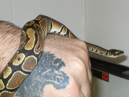 Fluffy - This is the snake I bought for my hubby on his birthday in '06. I just really like this pic of his hand and his snake.