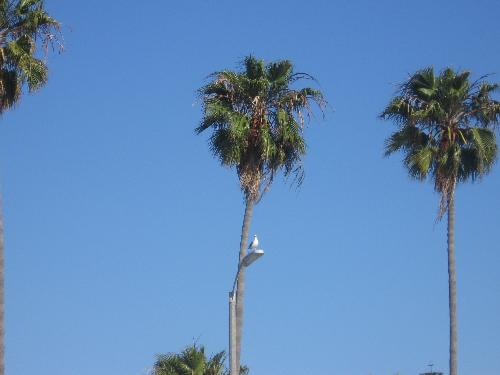 At La Jolla Shore, CA - I took this picture when my family and I were at La Jolla Shore last year. Isn't it pretty?
