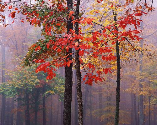 Trees - Trees, part of God's creation jpeg image