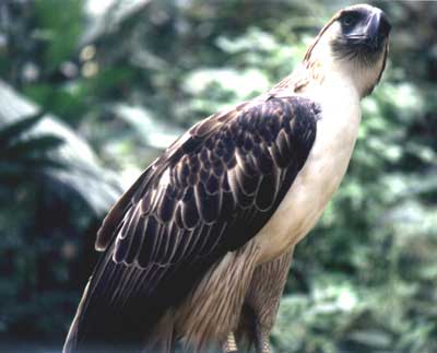 philippine eagle - The philippine eagle is considered to be an endangered specie in the phiippines because of the cutting of trees and nearly losing our forest. THe philippine eagle caught in nearby cities are taken cared at the Philippine eagle in Calinan davao city. Lets help preserve our natural resources specially this animal.