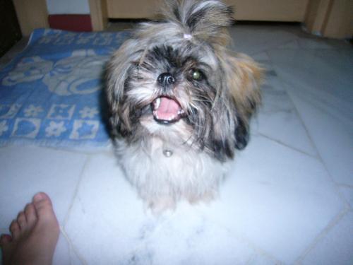 Fi Fi - She's a shih-tzu and the love of my life!