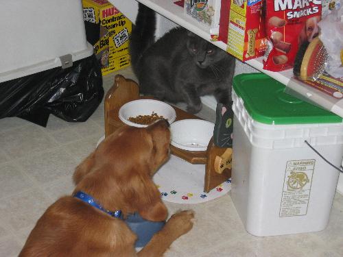 dog and cat - the dog and cat fighting in the laundry room
