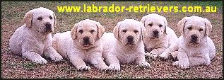 Puppy - Cute labs